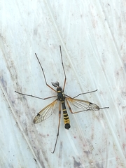 Ctenophora flaveolata