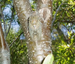 Platypleura capensis