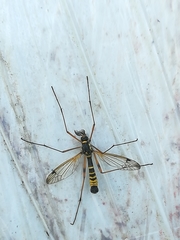 Ctenophora flaveolata