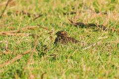 Chordeiles nacunda