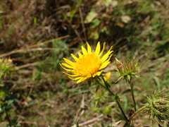 Berkheya bergiana