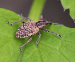 Hypera conmaculata