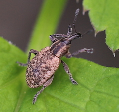 Hypera conmaculata