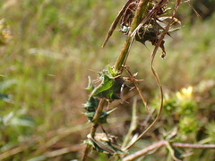 Berkheya bergiana