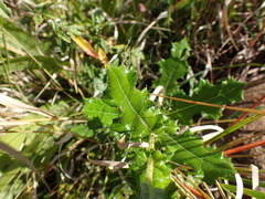 Berkheya bergiana