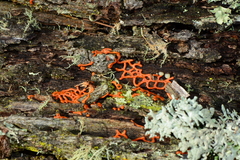 Willkommlangea reticulata