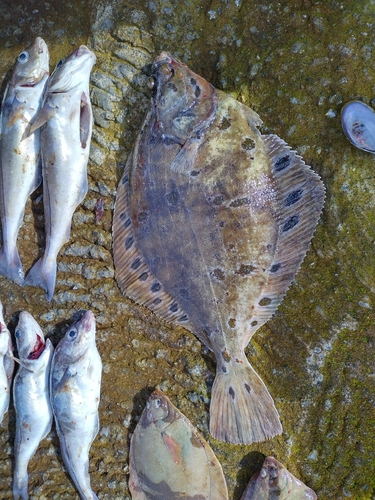 European Plaice