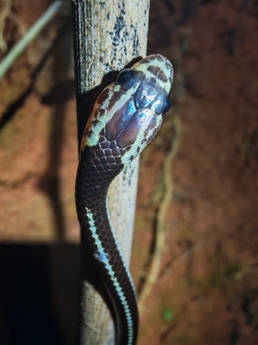 Lycodon subannulatus, 2026-08-10