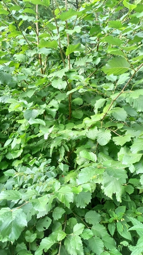 Наблюдение на iNaturalist