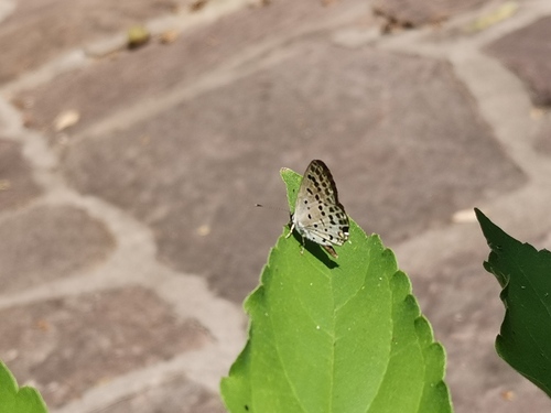 Tongeia filicaudis