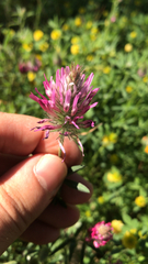 Trifolium purpureum