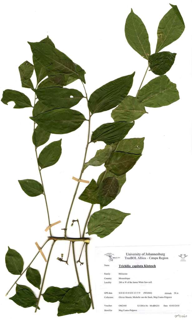 Trichilia capitata