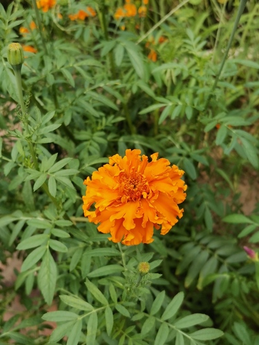 Mexican Marigold