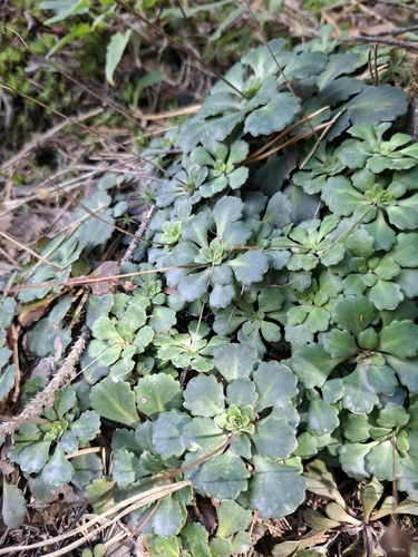 Saxifraga cuneifolia, photograph 5