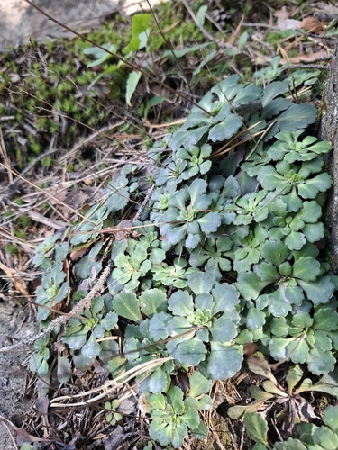 Saxifraga cuneifolia, photograph 6