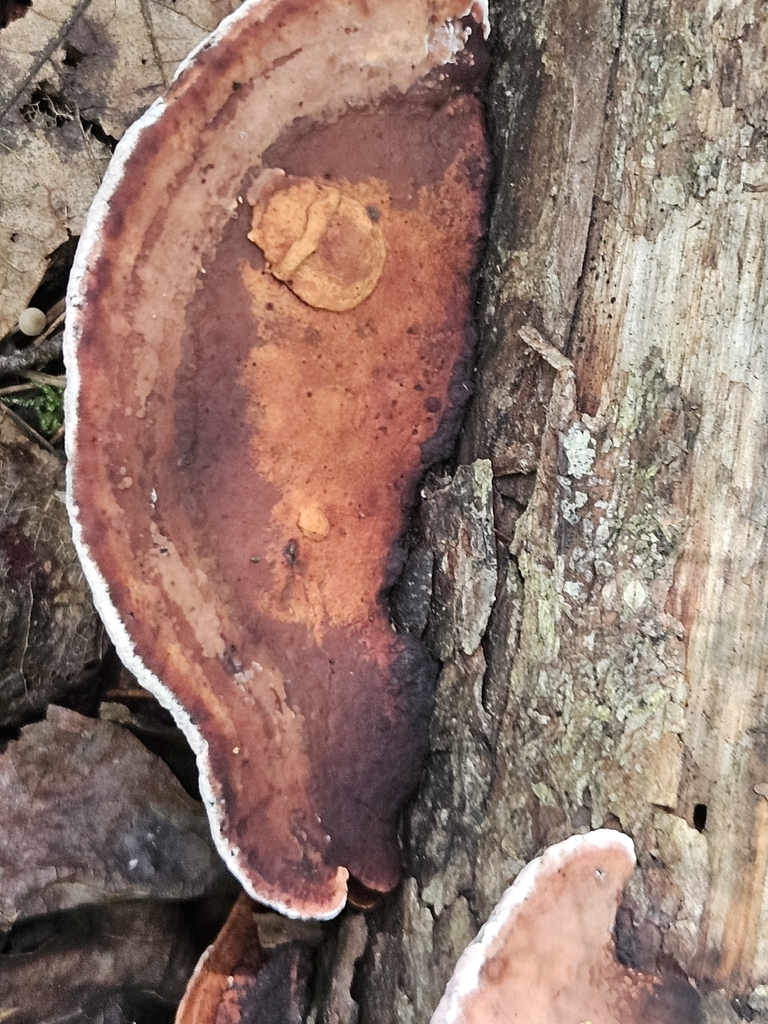 Nigroporus vinosus · August 2026 · photo: Photo: (c) willingarden, some rights reserved (CC BY) · iNaturalist