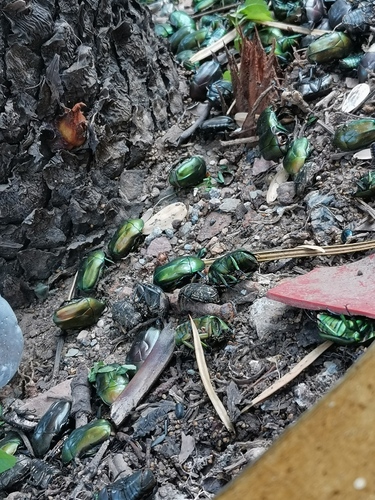 Japanese Drone Beetle