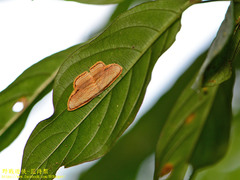 Drapetodes mitaria
