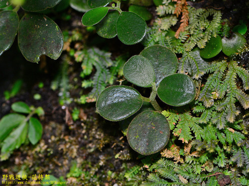 Peperomia japonica Makino