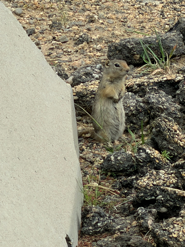 Wyoming Ground Squirrel observed by kennedyt