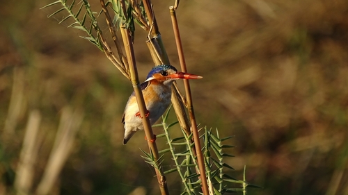 Malachite Kingfisher