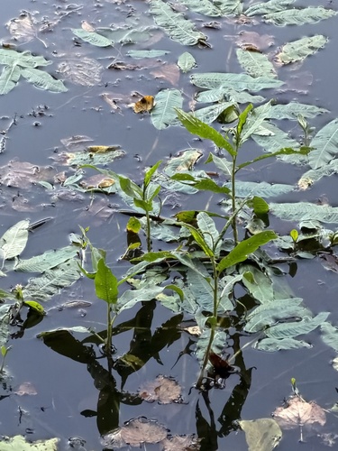 Наблюдение на iNaturalist