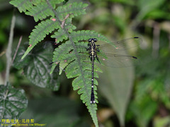 Leptogomphus sauteri formosanus
