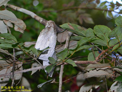 Cerataphis jamuritsu