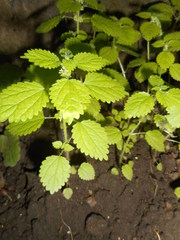 Hesperocnide tenella