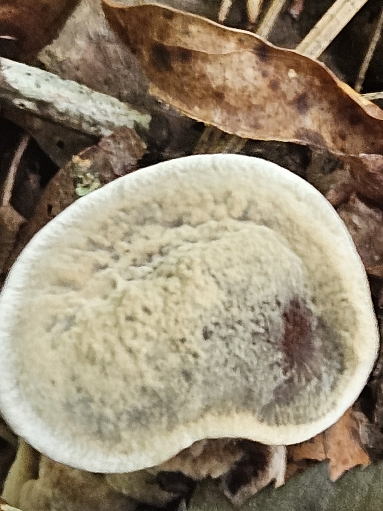 Velvet Tooth · August 2026 · photo: Photo: (c) willingarden, some rights reserved (CC BY) · iNaturalist