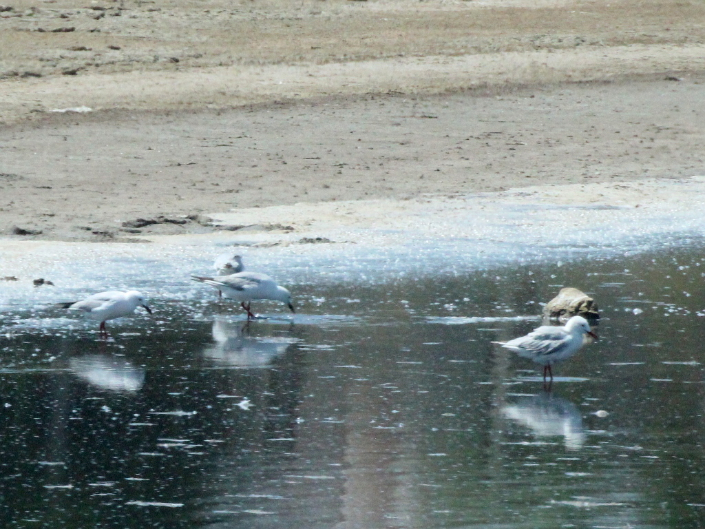 Slender-billed Gull