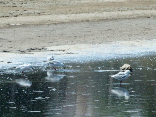 Slender-billed Gull