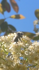 Andrena cineraria