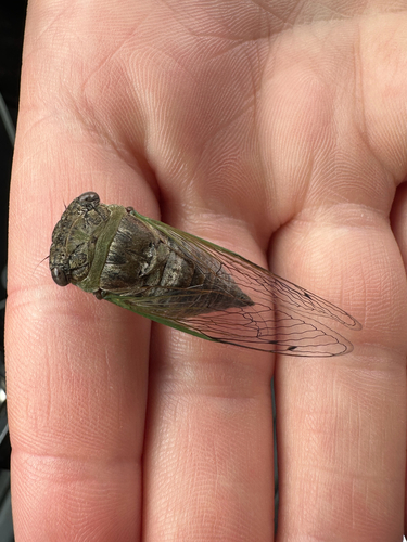 Plains Dog-Day Cicada
