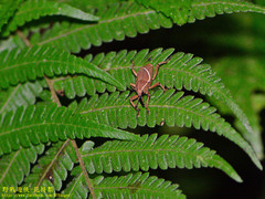 Cryptoderma formosense