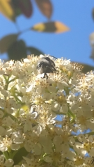 Andrena cineraria
