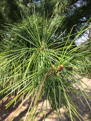 Pinaceae