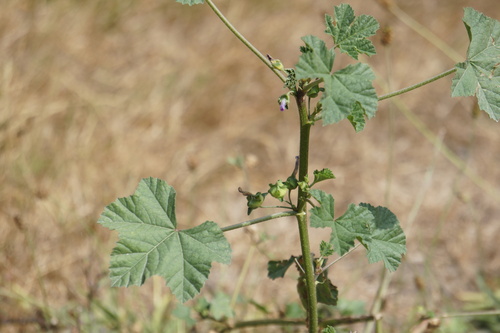 Malva multiflora, photograph 4