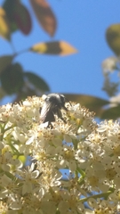 Andrena cineraria