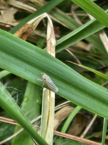 Provancherana tripunctata