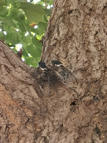 Robust Cicada