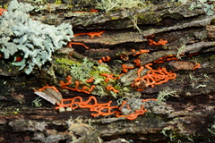 Willkommlangea reticulata