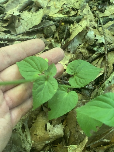 Viola reichenbachiana, photograph 4