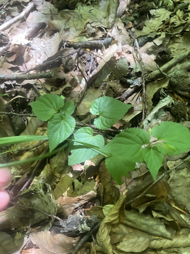Viola reichenbachiana, photograph 5