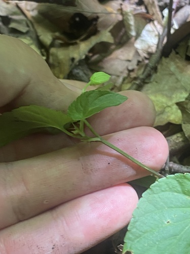 Viola reichenbachiana, photograph 6
