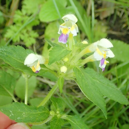 Large-flowered Hemp-nettle