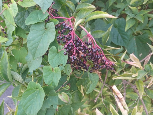 European black elderberry