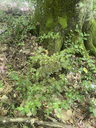Ilex colchica, photograph 3