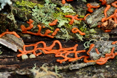 Willkommlangea reticulata