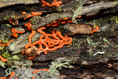 Willkommlangea reticulata